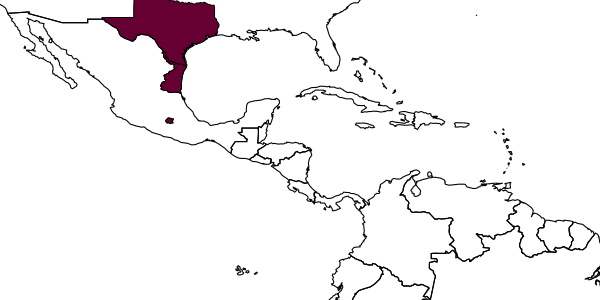 map of Diapetimorpha sphenos     Porter, 1977